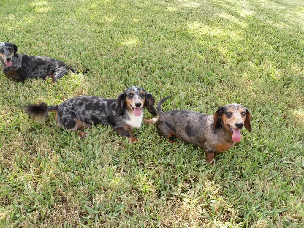 Lucy, Dottie & Frank